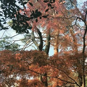 Meet your Posher, Ani